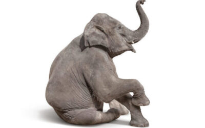 When the elephant in the room is trust